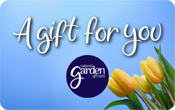 A Gift for You Yellow Tulips