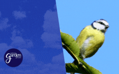 Blue Tit - Animated